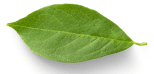 Leaf decoration